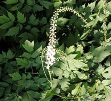 Black Cohosh P.E.