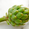 ISO Factory 10:1 Artichoke extract