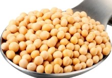 soya bean