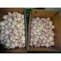 Good Quality Normal White Garlic 2020