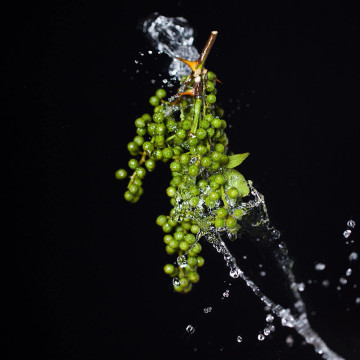 Wholesale herb flavoured Green pricklyash particularly fresh