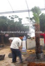 Trachycarpus windmill palms