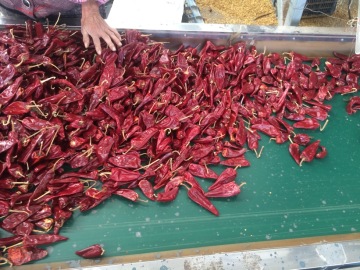 Yidu chili pepper 25LB/bag