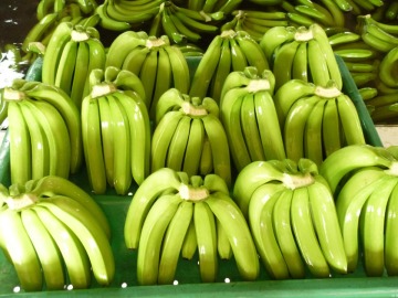 Banana Cavendish choice