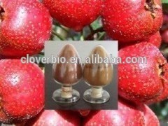 10% 50% Hawthorn Berries extract powder