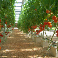 Sistema de riego de cubos holandeses para cultivo de tomates