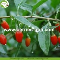 Approvisionnement d&#39;usine Fruits Premium Vitamines Goji Berry