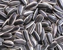 sunflower seeds Exporters turkish sunflower seed iran sunflower seeds