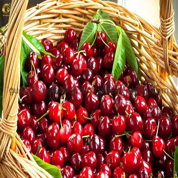 Hot Sale and Healthy Dried Cherry