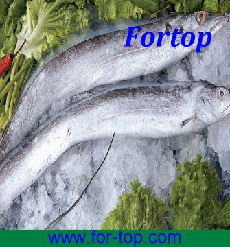 High Quality Frozen Hairtail/Ribbonfish/Belt Fish