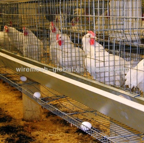 Poultry Layer Cages