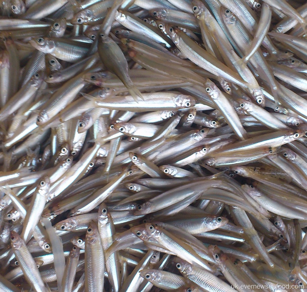 Заморожені морепродукти ставкова корюшка