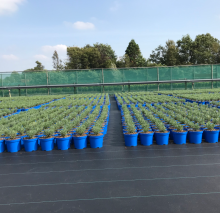 PP Agricultural Weed Mat
