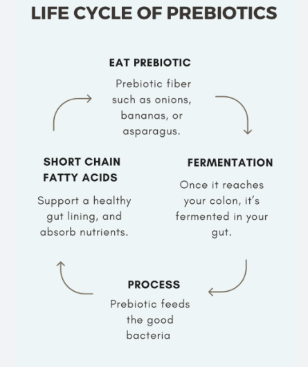 Life Cycle Of Prebiotics
