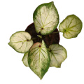 caladium bingbaixue for sale