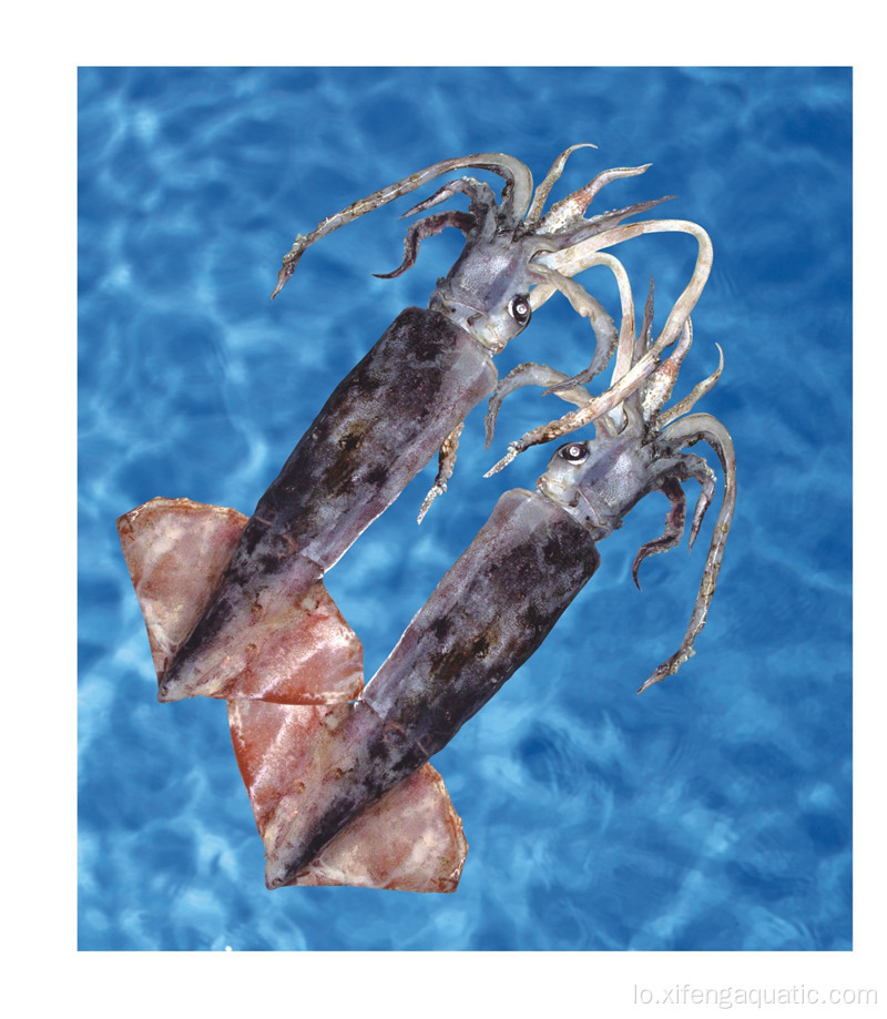 Squid Whole Round Bartrami Squid Frozen Seafood ປາມຶກ