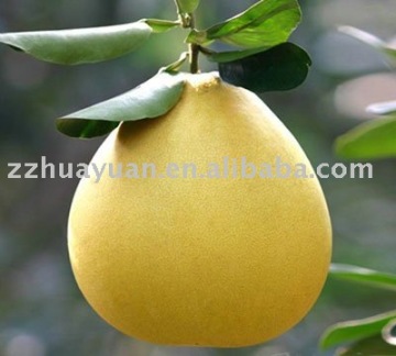 chinese sweet pomelo