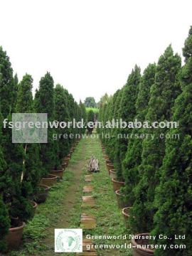 Juniperus chinensis outdoor trees
