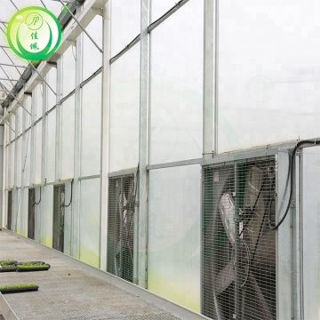 Exhaust Fan System Greenhouse Commerical Greenhouse