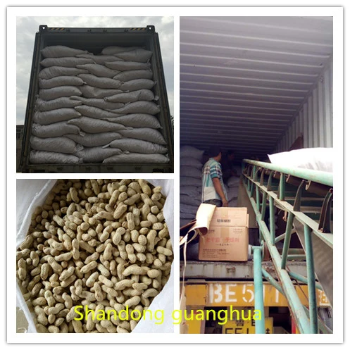 New Crop 2020 Raw Peanut in Shell Seaflower Luhua