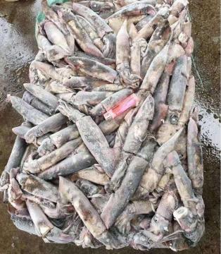 Frozen Purpleback Flying Squid 120-150g