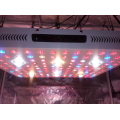 2000/3000w Full Spectrum Horticulture Lighting Grow COB