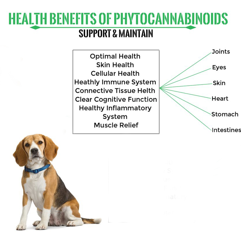 Organic CBD oil for pets private label with terpenes&vitamins pain relief