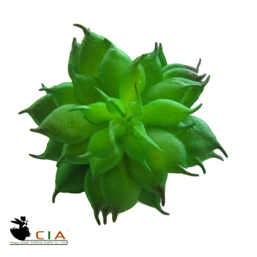 Long last color succulent hot selling succulent plant popular artificial succulent