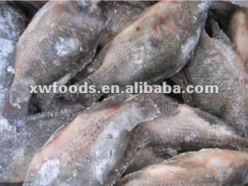 Tilapia fish frozen