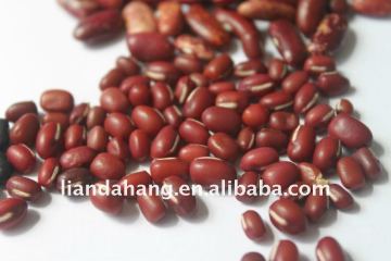 Adzuki Beans in Season