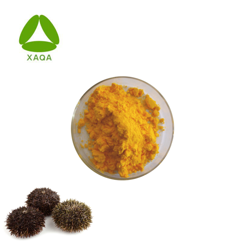 Sea Urchin yellow (2)