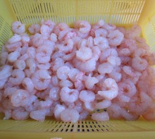 Frozen red shrimp PUD IQF