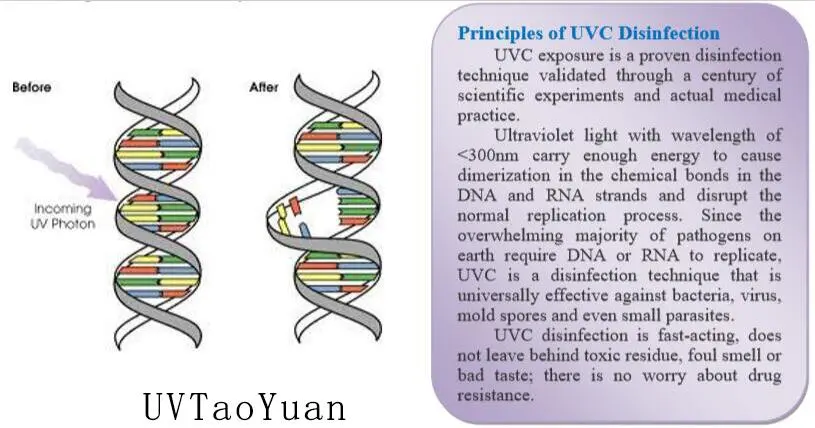 New Arrival UVC Chip 254nm 255nm Ultraviolet Light for Fluorescent Spectroscopy