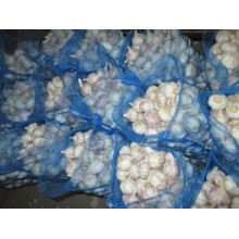 2020 Cold Storage Normal White Garlic