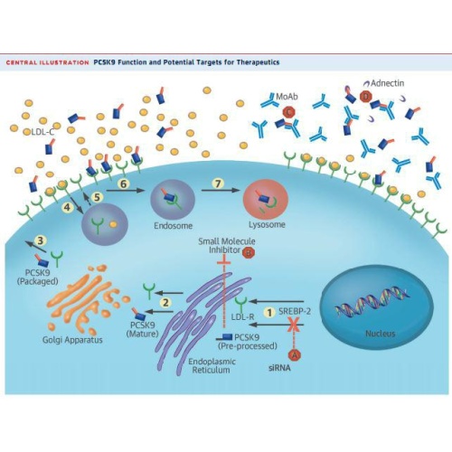 Instrument de traitement de la pression artérielle Quantum lipid