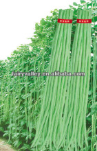 Excellent Quality Chinese Long Bean Seeds Cowpea Seeds Yard Long Bean Seeds For Cultivation