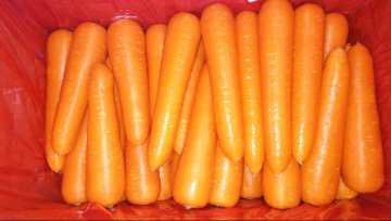 2020 New Crop Carrot Hot Selling