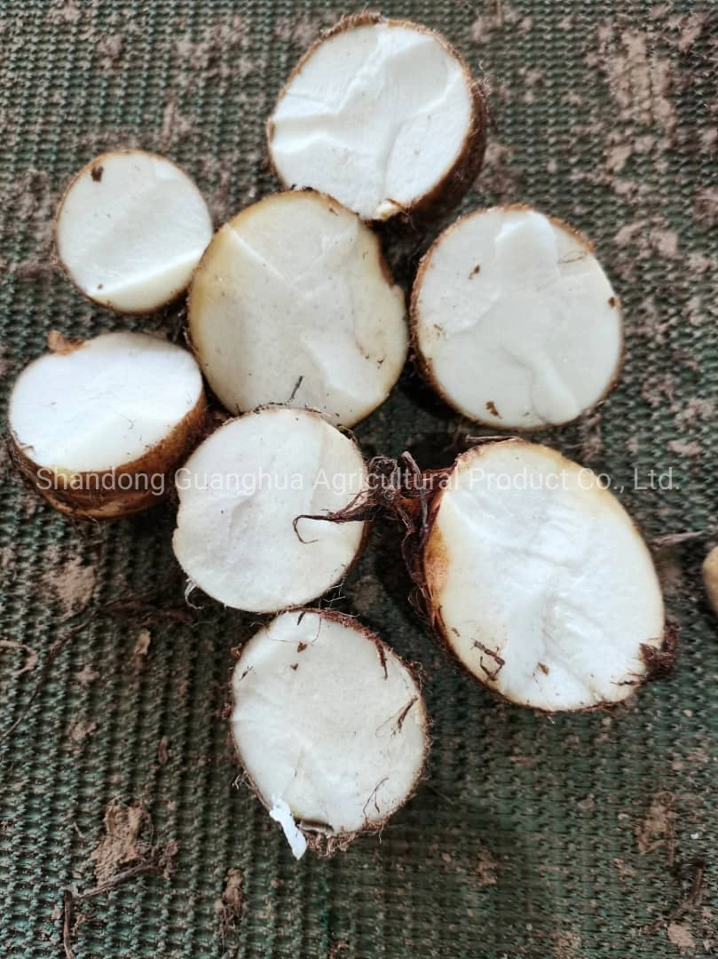 Sweet Potato Taro with Wholesale Price From China