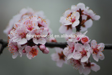 Prunus Cerasifera