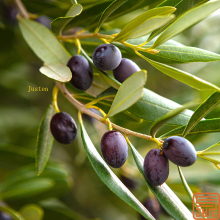 Olive Leaf Extract Oleuropein 40%