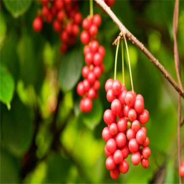 Schisandra chinensis extract