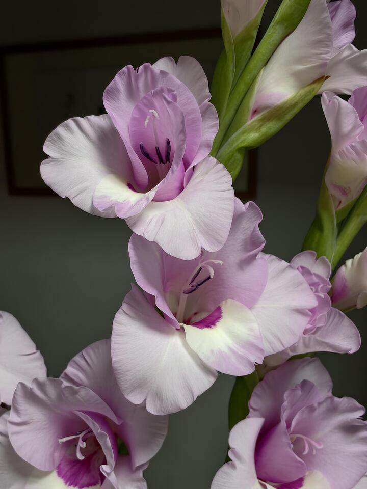 ই লিয়ান ইউ মেং এর গ্ল্যাডিওলাস Gladiolus of Yi Lian You Meng