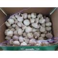 Cold Storing Fresh Garlic Crop 2020