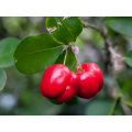 Suplemento nutricional Acerola Cherry Extract Vitamina C