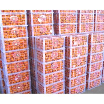 Ubora wa Juu wa Nanfeng Baby Mandarin Orange Export Price