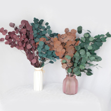 Wholesale Preserved Silver Dollar Eucalyptus Bunch Dried Foliage with Big Leaves