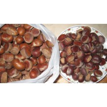 Chestnut fresco crudo orgánico con el precio más competitivo