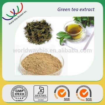 free sample catechin,HACCP Kosher FDA green tea extract,30% 60% 80% 85% catechin