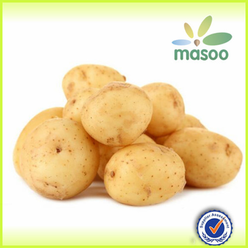 chinese fresh potato(holland variety) 150-200g export price and grade AA