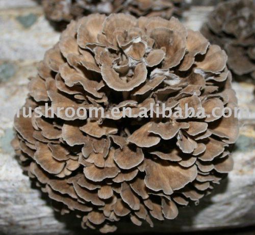 Fungus extract,Maitake Mushroom Extract,Maitake Polysaccharide,Maitake Extract 10%-45%